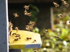 Pszczelarze ruszyli po wsparcie. Złożono już ponad 5,5 tys. wniosków