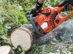 Sprawdź kary za usunięcie wywrotu lub drzewa na posesji w 2026. Jak ich uniknąć?