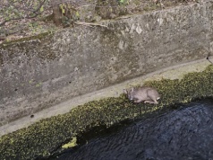 Wieczorna akcja strażaków w Bielsku-Białej. Uratowano młodą sarnę z betonowego koryta rzeki