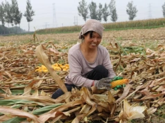 Chiny kupują więcej kukurydzy. W Polsce ceny idą w górę