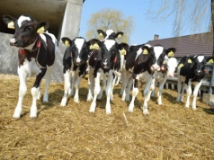 Masz krowy sprzed ślubu? Przy rozwodzie możesz się zdziwić