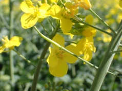 Skuteczna ochrona rzepaku w fazie opadania płatka: Jak wygrać z presją zgnilizny twardzikowej?