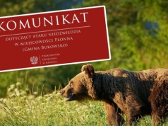 Prokuratura wszczyna śledztwo po ataku niedźwiedzia. Jest komunikat