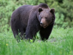 Dlaczego niedźwiedź zaatakował w Polsce? Znamy możliwy powód