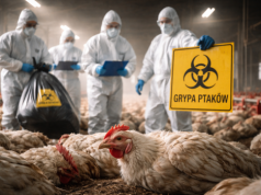 Grypa ptaków wymyka się spod kontroli. Służby w pełnej mobilizacji
