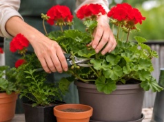 Nie wystawiaj pelargonii, póki tego nie zrobisz. Zmarnieją w jeden dzień