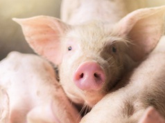 Niepokojący trend na rynku tuczników. Ceny w dół o 20 gr za kilogram