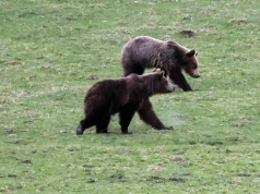 Śmiertelny atak niedźwiedzia na Podkarpaciu. Takiej sytuacji nie było od 1927 r.