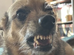 Jadąc do szpitala z pogryzionym przez psa dzieckiem, utknął w korku. Z pomocą przyszli policjanci