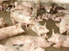 Ceny tucznika w kwietniu 2026. Sprzedawać czy czekać?