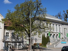 Kasztanowiec z centrum Olsztyna do wycinki. Władze miasta podjęły decyzję