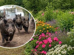 Twój ogród zniknie z mapy dzików. Wystarczy, że posadzisz w nim TO