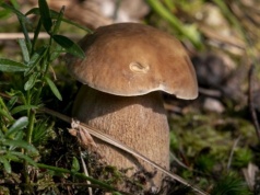 Jak znaleźć borowika usiatkowanego? Poradnik grzybiarza krok po kroku