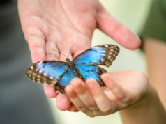 Motyle rozpoczynają sezon w łódzkim ZOO. Nowa siedziba kolorowych owadów