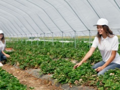 Tyle można zarobić w Niemczech na zbiorach truskawek. Polacy będą chętnie wyjeżdżać, kwota to nie żart
