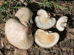 Ten grzyb z kwietnia to rarytas. Rośnie tylko w jednym miejscu