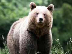 RDOŚ ws. śmiertelnego ataku niedźwiedzia: „Gmina nie występowała o zezwolenie na odstrzał”