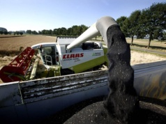 24.04.2026 Ceny skupu zbóż, kukurydzy, oleistych i strączkowych: rzepak nadal drożeje