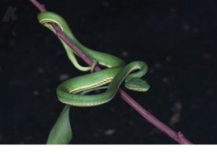 Chiny: Nowy gatunek węża. Nazwa nie jest przypadkowa