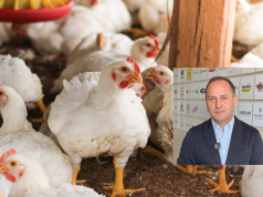Więcej drobiu z Mercosur w UE? Branża ostrzega przed skutkami umowy