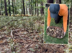 Poszedł na grzyby w kwietniu i pokazał nagranie. "Ile tego jest?!"
