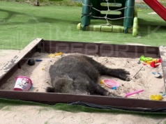 Dzik spał w piaskownicy na terenie placu zabaw parafii na Bemowie. Służby podjęły ostateczną decyzję