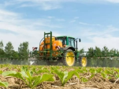 Susza i przymrozki komplikują odchwaszczanie buraka. Tu liczy się szybka reakcja