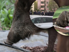 Kolejny dzik zabity w Warszawie. Na miejscu kilkudziesięciu policjantów