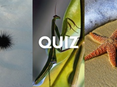 Quiz wiedzy. Zwierzę czy roślina? Zdobędziesz przynajmniej 8/13 punktów?