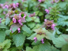 Naturalna tarcza na miąższ wątroby. Polacy depczą, zamiast rwać