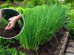 Chcesz „las” szczypioru? Wystarczy ten jeden, prosty zabieg