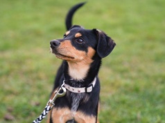 Tu bezpłatnie wykastrujesz i zaczipujesz swojego psa lub kota – adresy gabinetów.