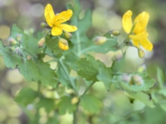 Od 4 maja już jej nie kupisz. Znana od lat roślina na kurzajki zakazana