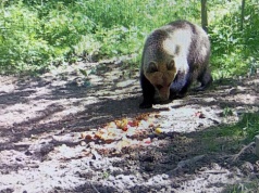 Płonna. Niedźwiedź zaatakował kobietę w lesie. 58-latka nie żyje