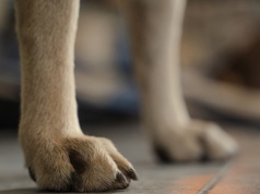 Pies porzucony w mieszkaniu. Właścicielka wyjechała z kraju