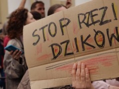 Dwudziestu policjantów na jednego Henia. Tak Warszawa zabija dziki