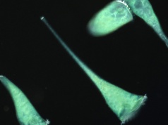 Niezwykłe odkrycie biologów: Jednokomórkowy “trąbik” wyczuwa geometrię otoczenia i wybiera życie w kątach