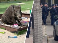 23 policjantów interweniowało w sprawie dzika. Zwierzę zostało zabite