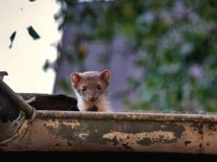 Masz kunę na strychu? Ten trik wyrzuci ją w jedną noc – działa bez pudła