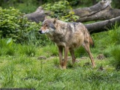 18 martwych wilków. Włoskie władze podejrzewają otrucie