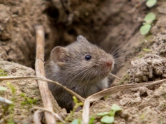 Zakop to w ziemi. Krety i nornice znikną z ogrodu w 3 dni