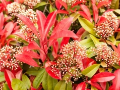 Bije na głowę tuje. Ten krzew to spektakularny żywopłot bez wysiłku