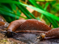 Rozsypiesz wokół grządek, a ślimaki nie przejdą. Na pewno masz w kuchni