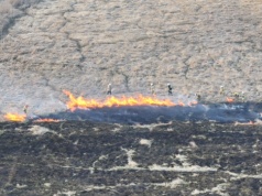 Ogromny pożar traw na łąkach nadnoteckich