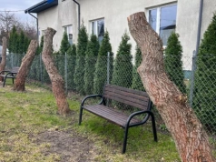 Kosów Lacki: Płaczące wierzby już nie płaczą. Bo właściwie już ich nie ma.