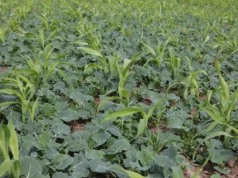 Odchwaszczanie sorga – jakie herbicydy są dostępne i kiedy je stosować?