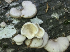 Ten wiosenny grzyb to rarytas. Znajdziesz go w charakterystycznym miejscu