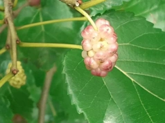 Zapomniana roślina wraca na pola. Rolnicy mogą na niej zarobić