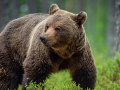 Bieszczadzki Park Narodowy staje w obronie swoich drapieżników