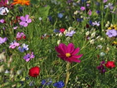 Pogodna Paniaga i rześki początek maja. Aura nie pokrzyżuje planów na majówkę